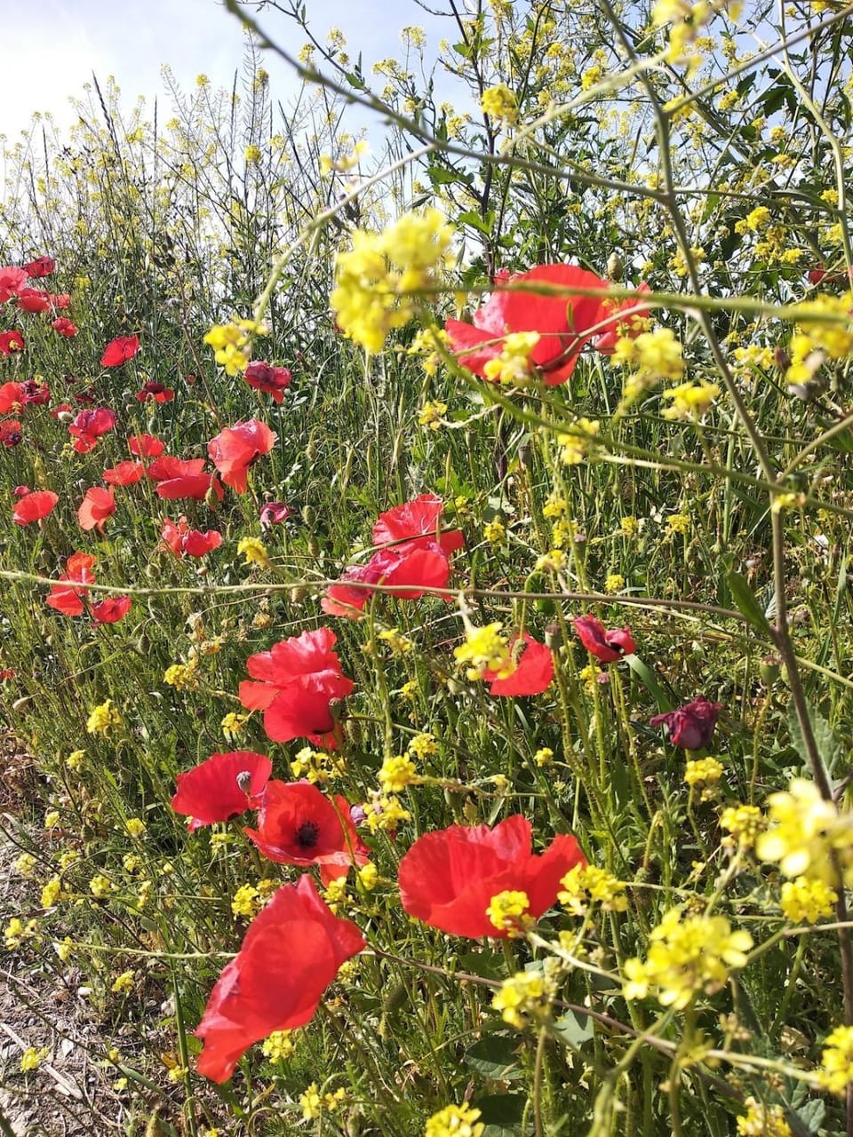 Spring