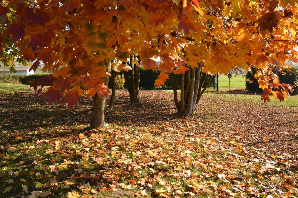 Garden, Garden, Autumn