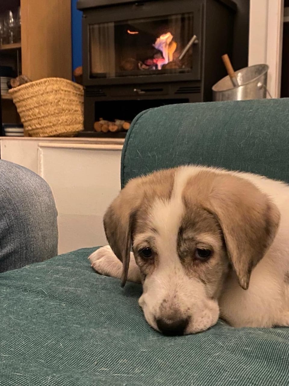Living room, Pets, fireplace, fireplace