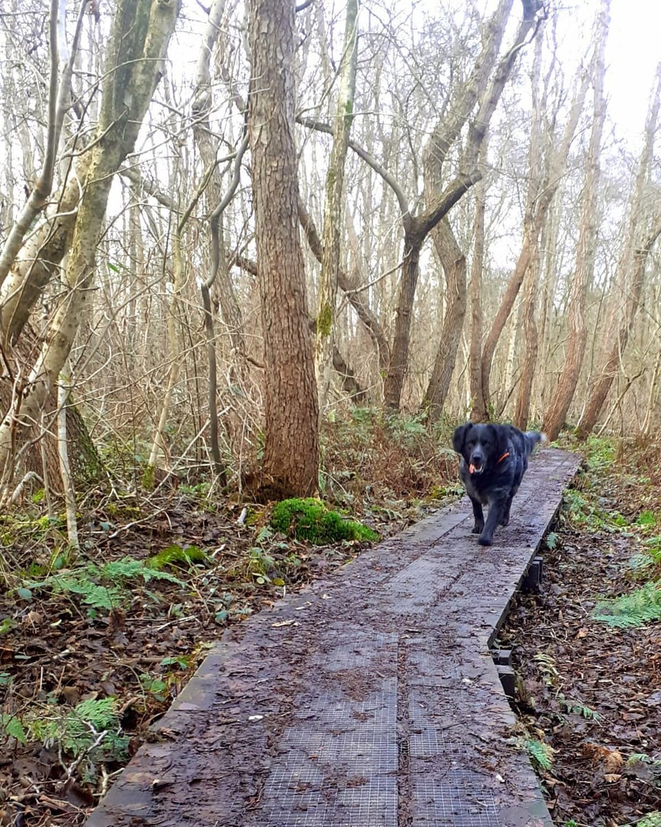 Natural landscape, Pets