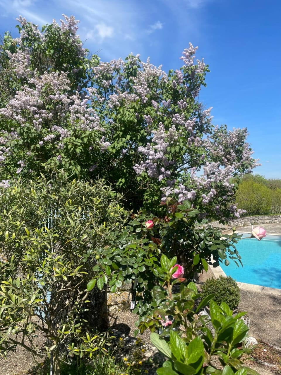 Spring, Garden