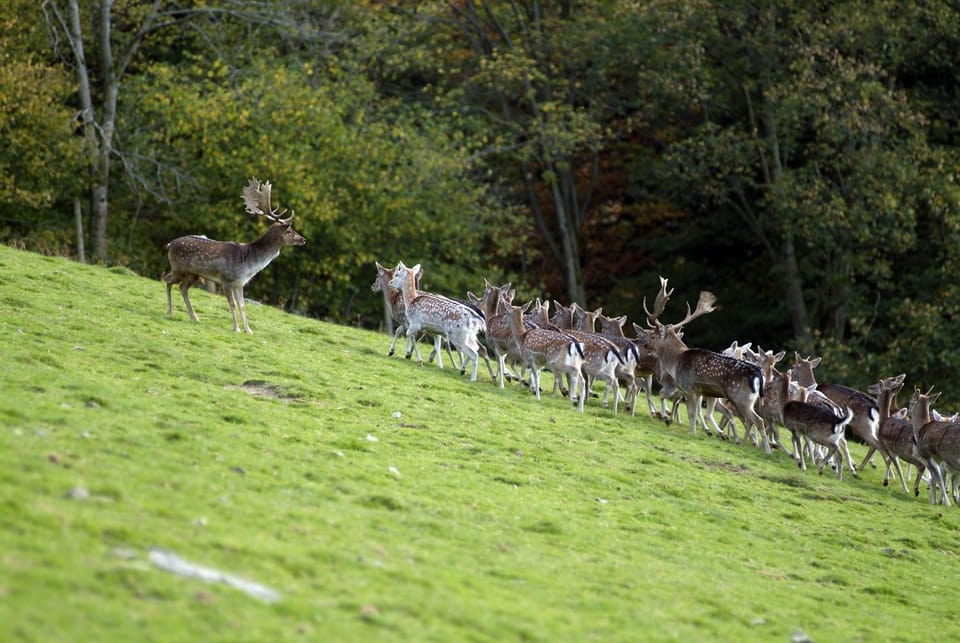 Animals