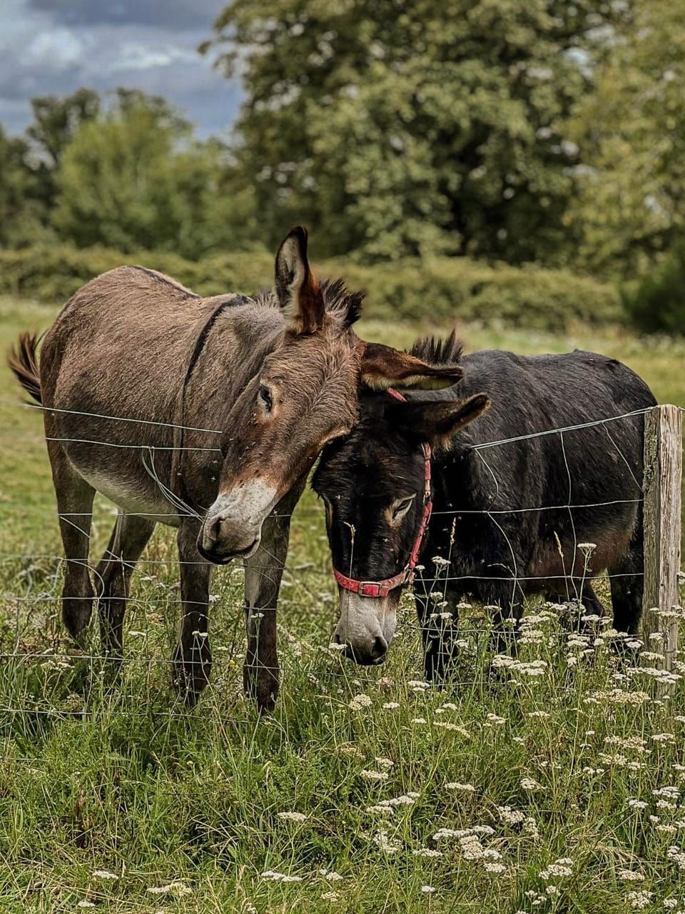 Animals