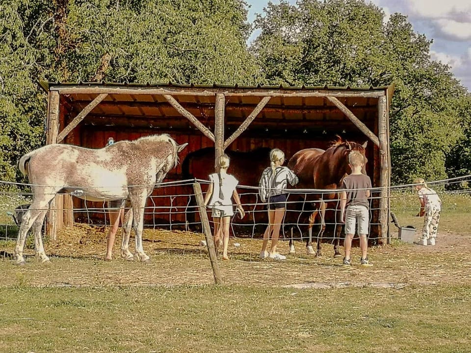 Horse-riding, Animals