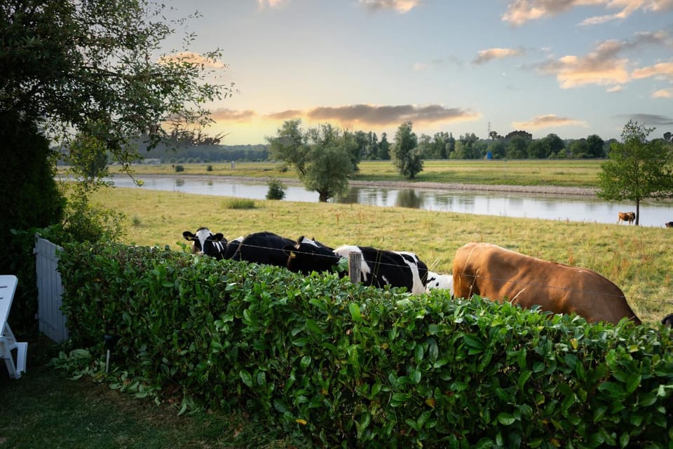 Day, Natural landscape, Animals, River view