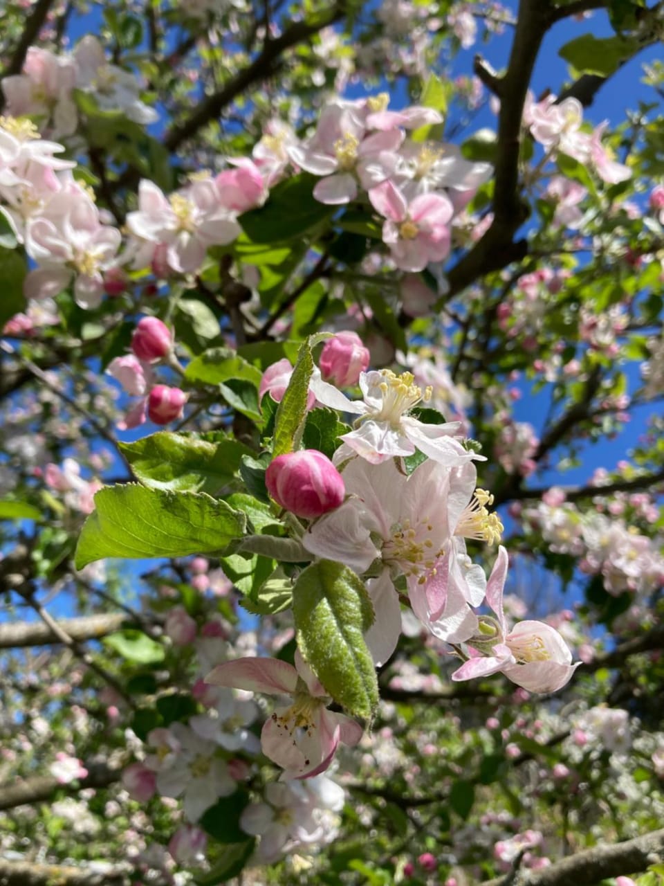 Spring, Garden