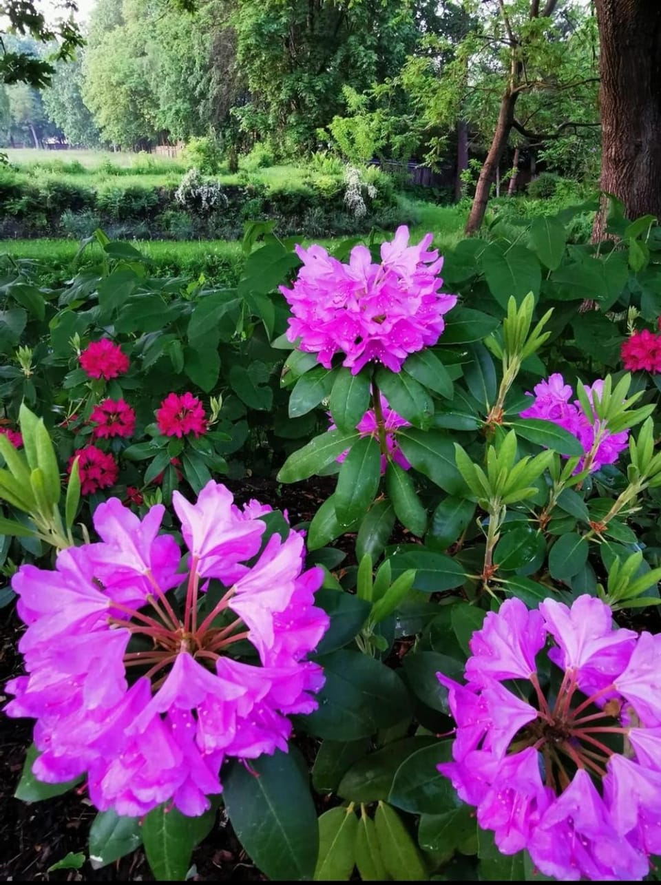 Natural landscape, Garden, Garden, Garden view