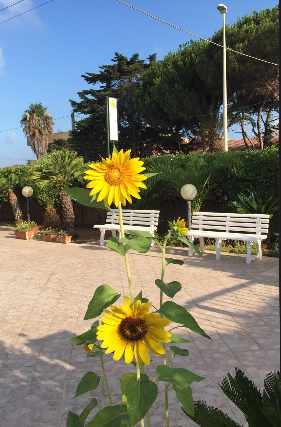 Garden