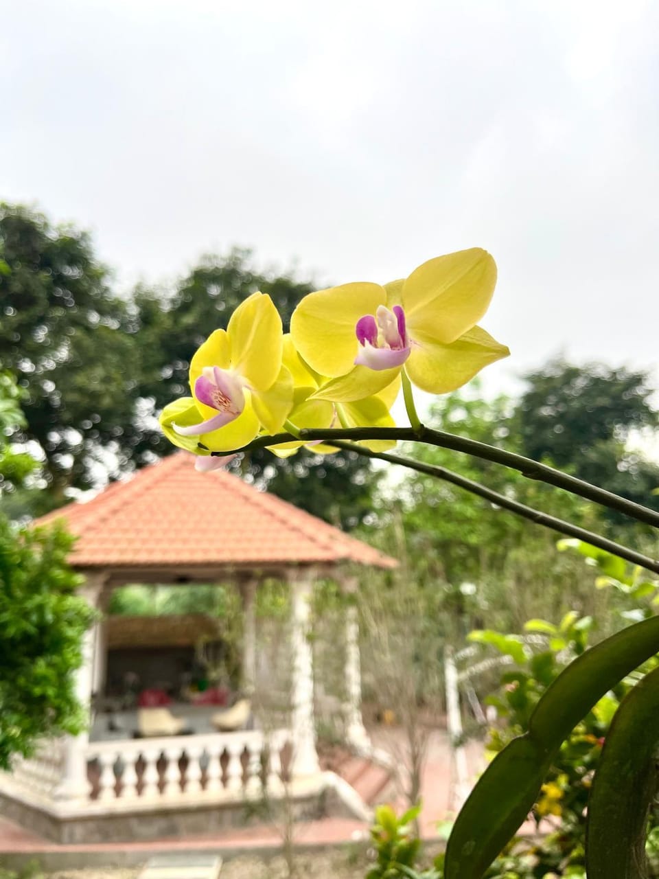 Garden, Garden, Garden view