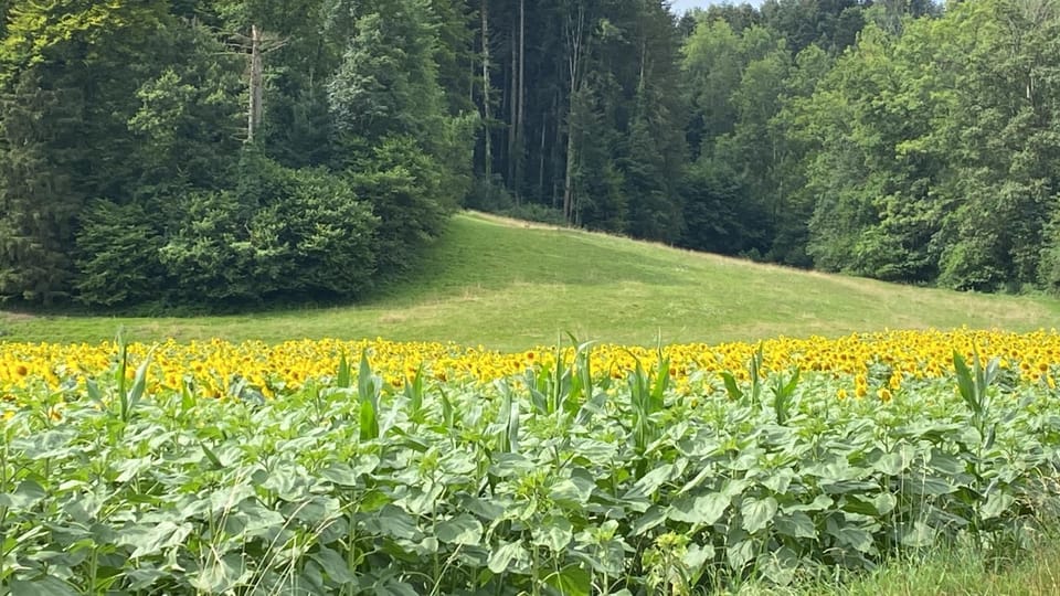 Maison verte Bed and Breakfast in Haute-Savoie
