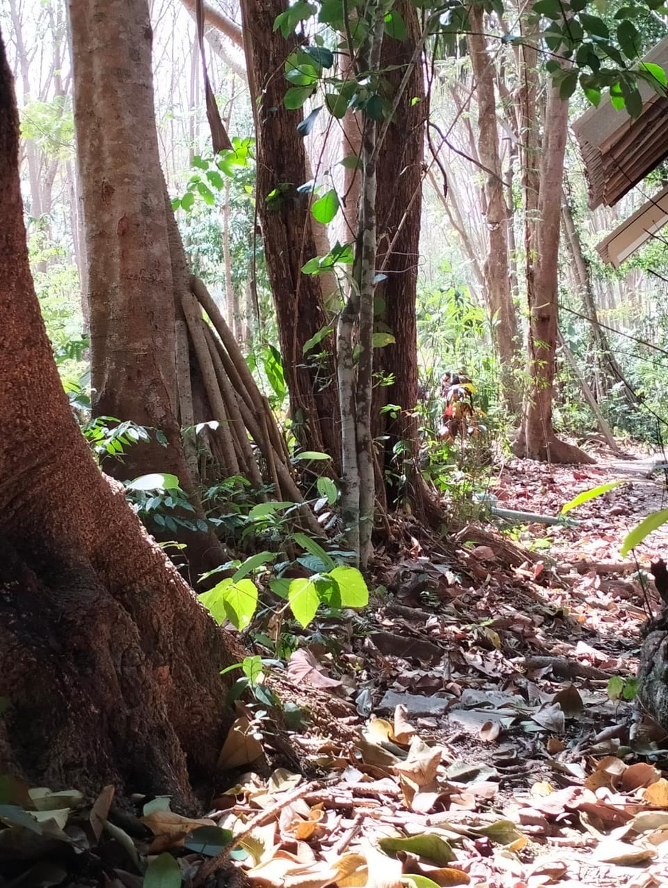 Baan Saikuan House in Sala Dan
