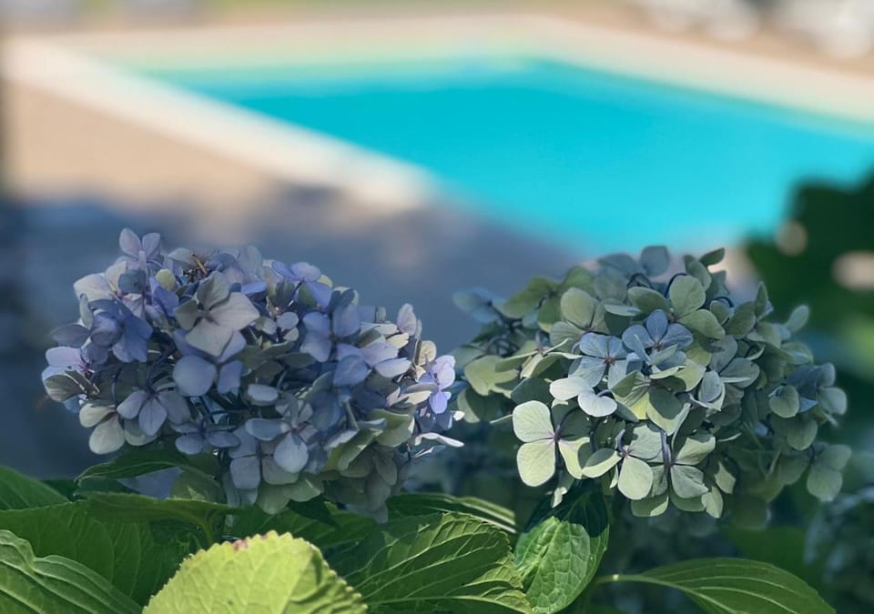 Garden, Swimming pool