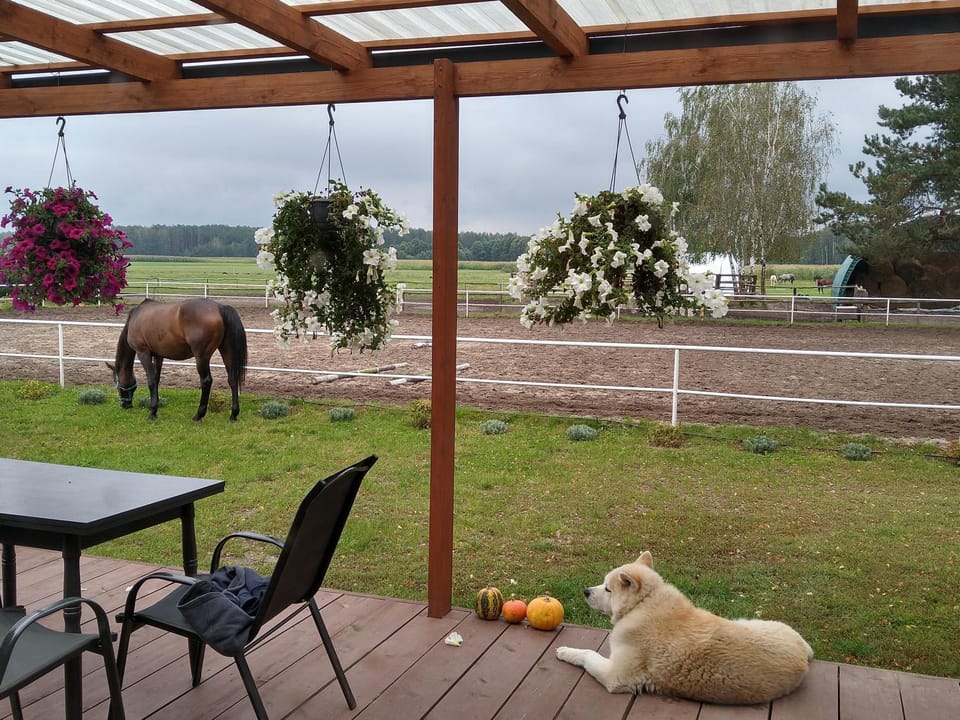 Domek przy stajni Bogdanówka całoroczny House in Poland