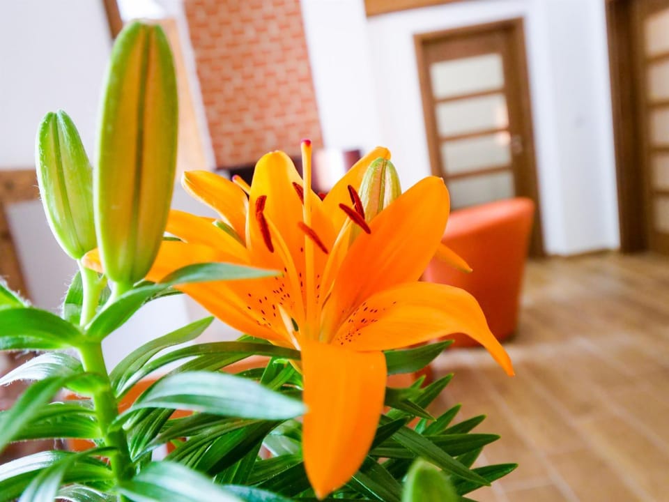 Apartmány 13 Přízemí 1 Apartment in Czechia