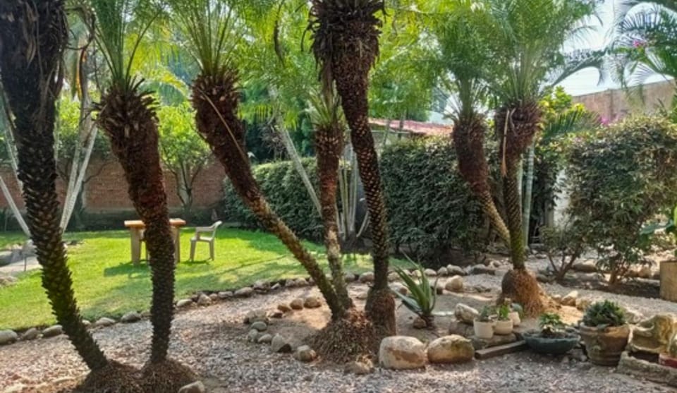 Spring, Day, Natural landscape, Garden, Garden view