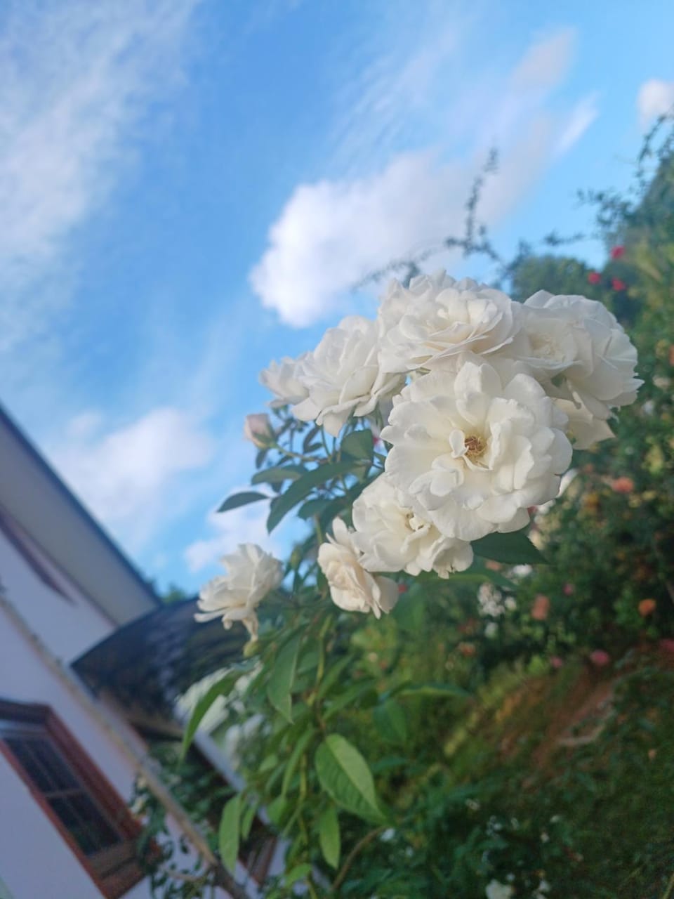 Day, Garden, Garden view
