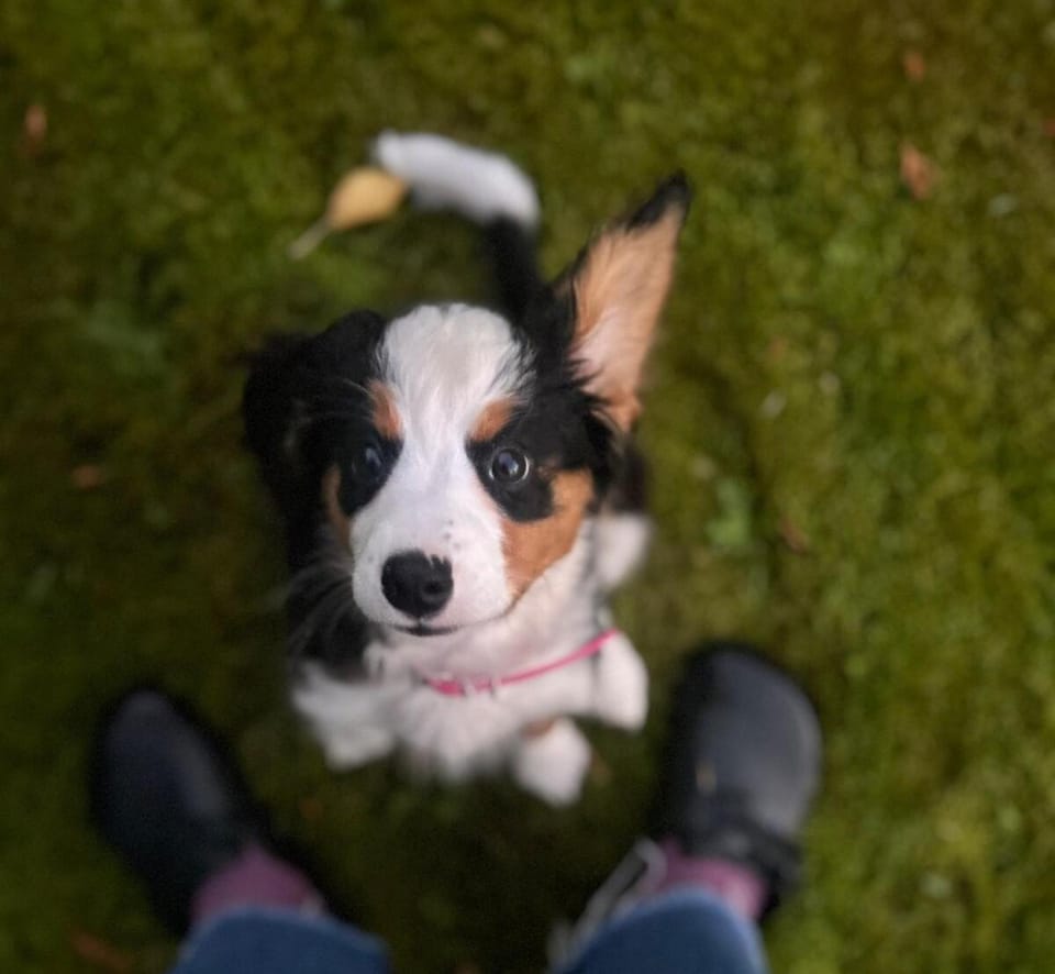 Pets