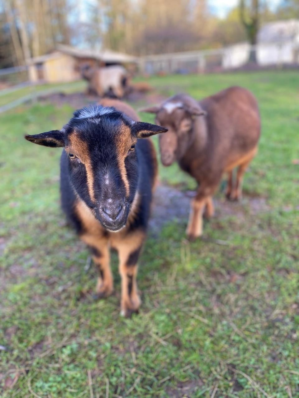 Animals