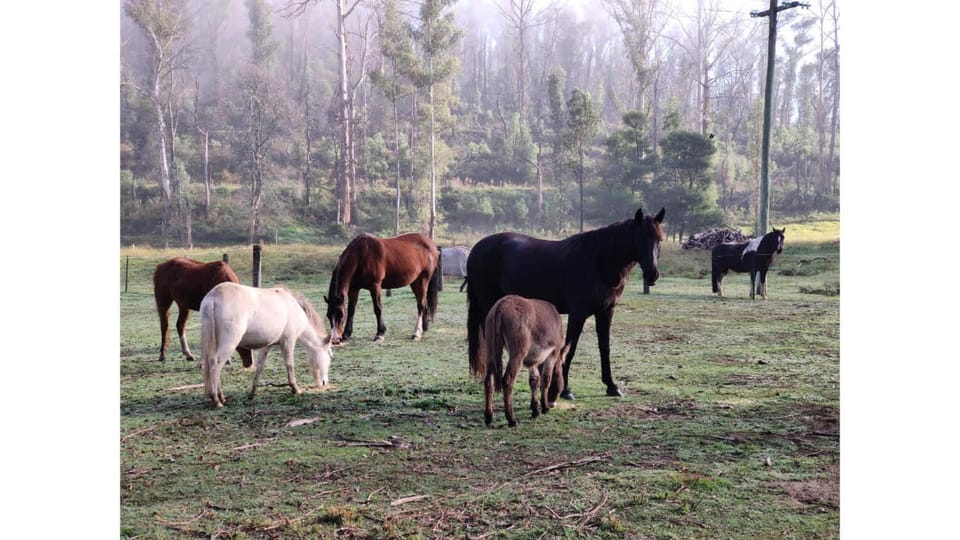 Animals