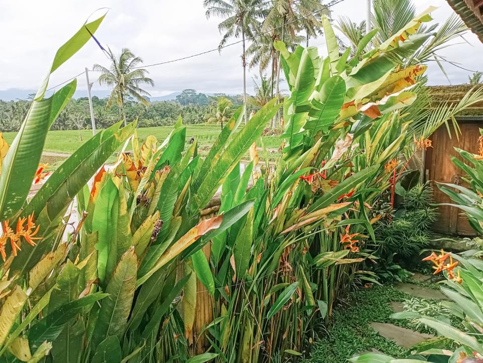 Natural landscape, Garden, Garden view