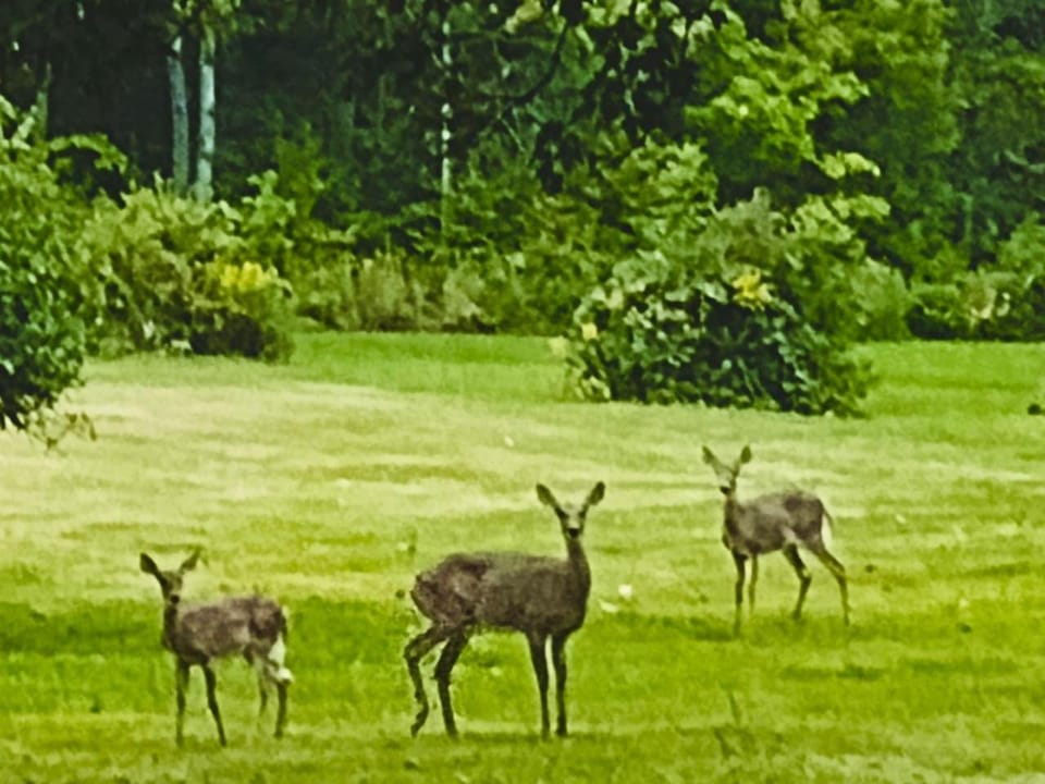 Natural landscape, Animals