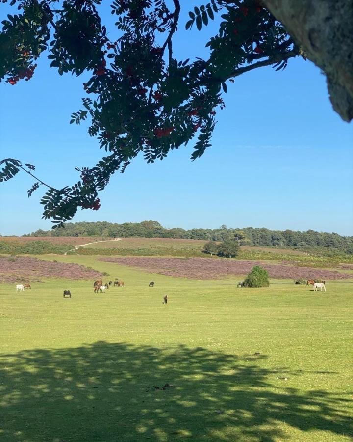 Spring, Day, Natural landscape, Animals