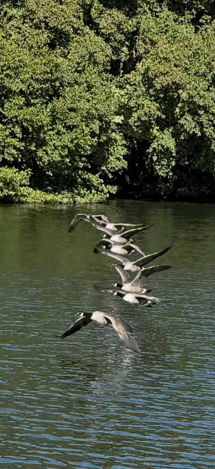 Floating tranquility Docked boat in Windsor
