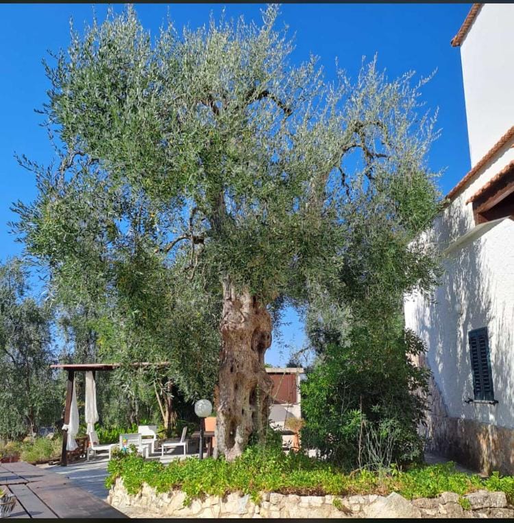 Azienda Agricola B&B Macchiaria Bed and Breakfast in Province of Foggia