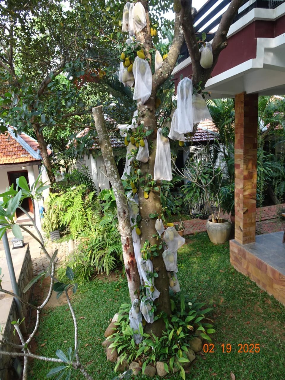 Garden view