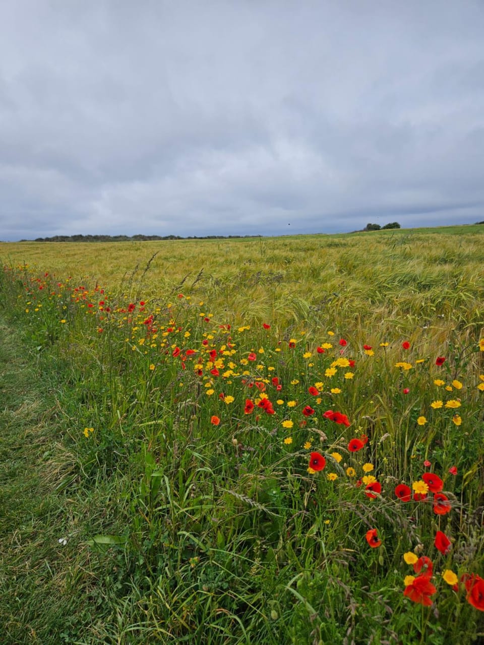 Maison ancienne House in Plougasnou