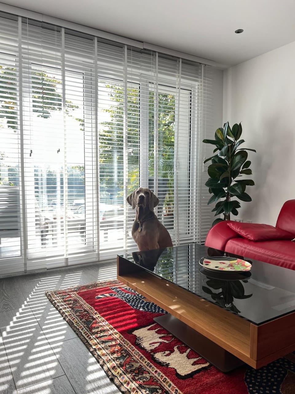Living room, pet friendly