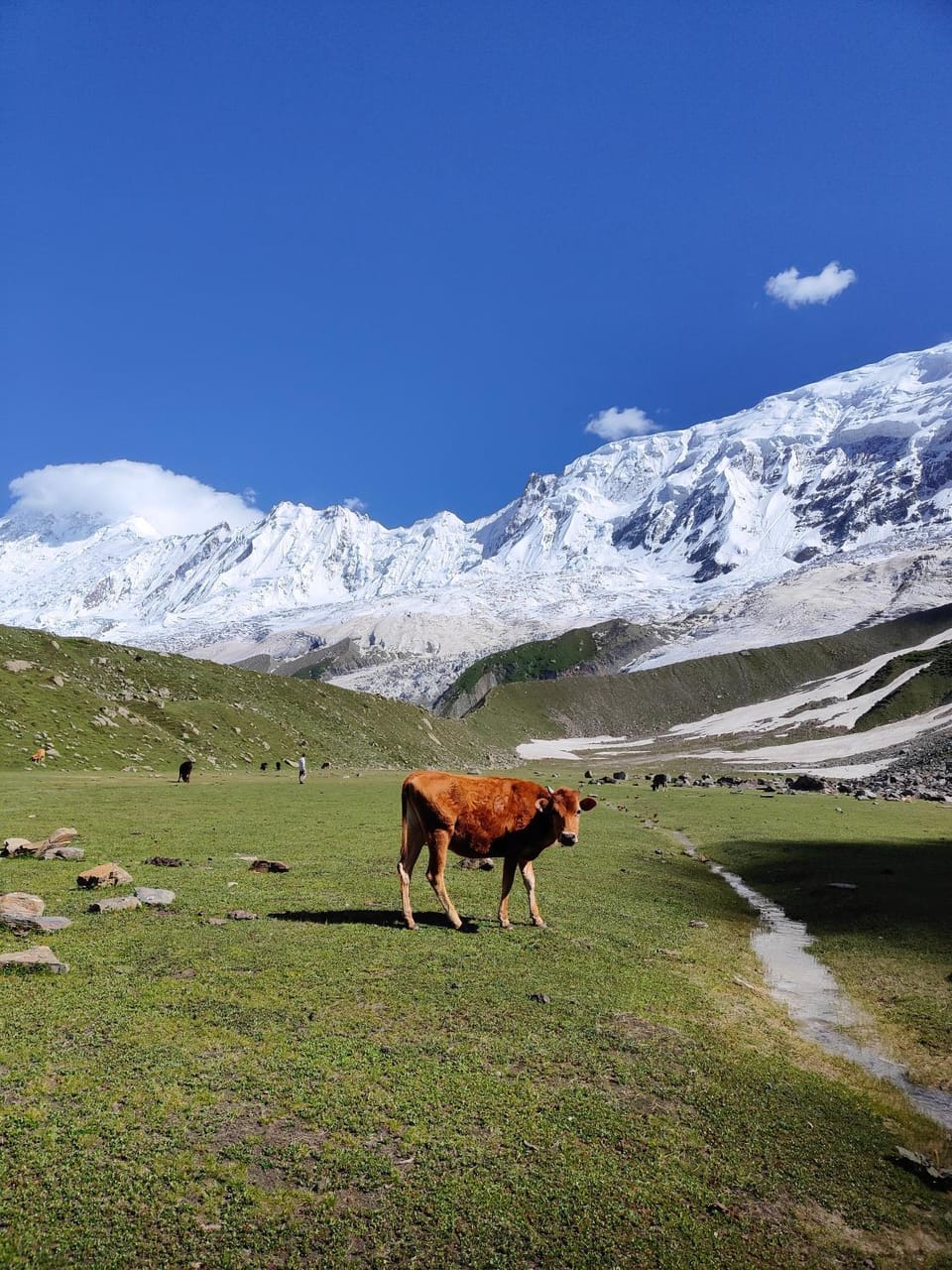 Nearby landmark, Day, Natural landscape, Animals, Mountain view