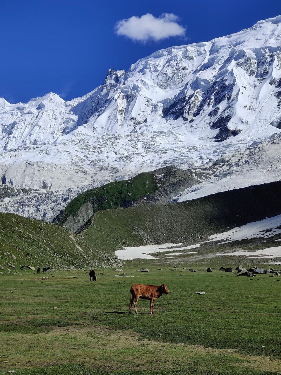 Nearby landmark, Day, Natural landscape, Animals, Mountain view