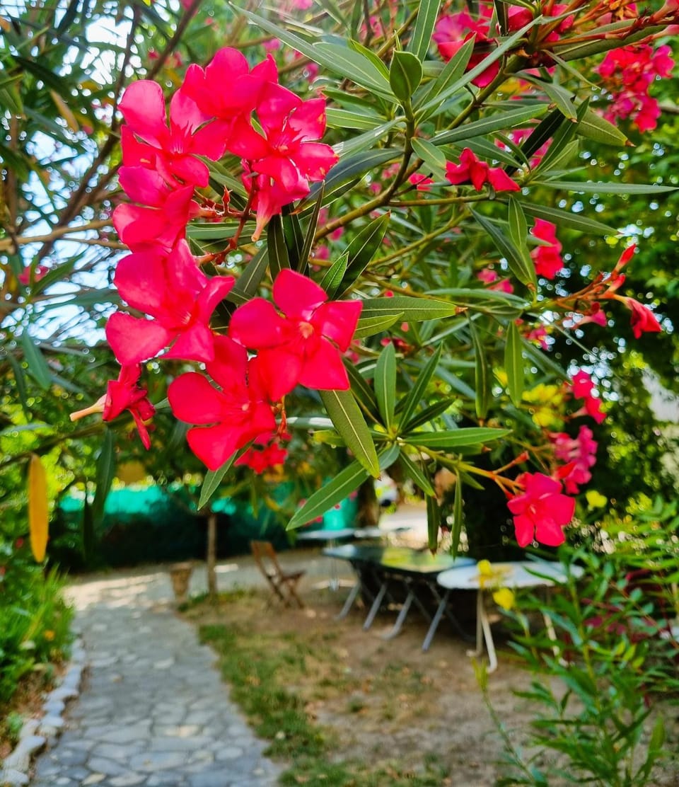 La Ruche - l'auberge qui relie Hostel in Provence-Alpes-Côte d'Azur