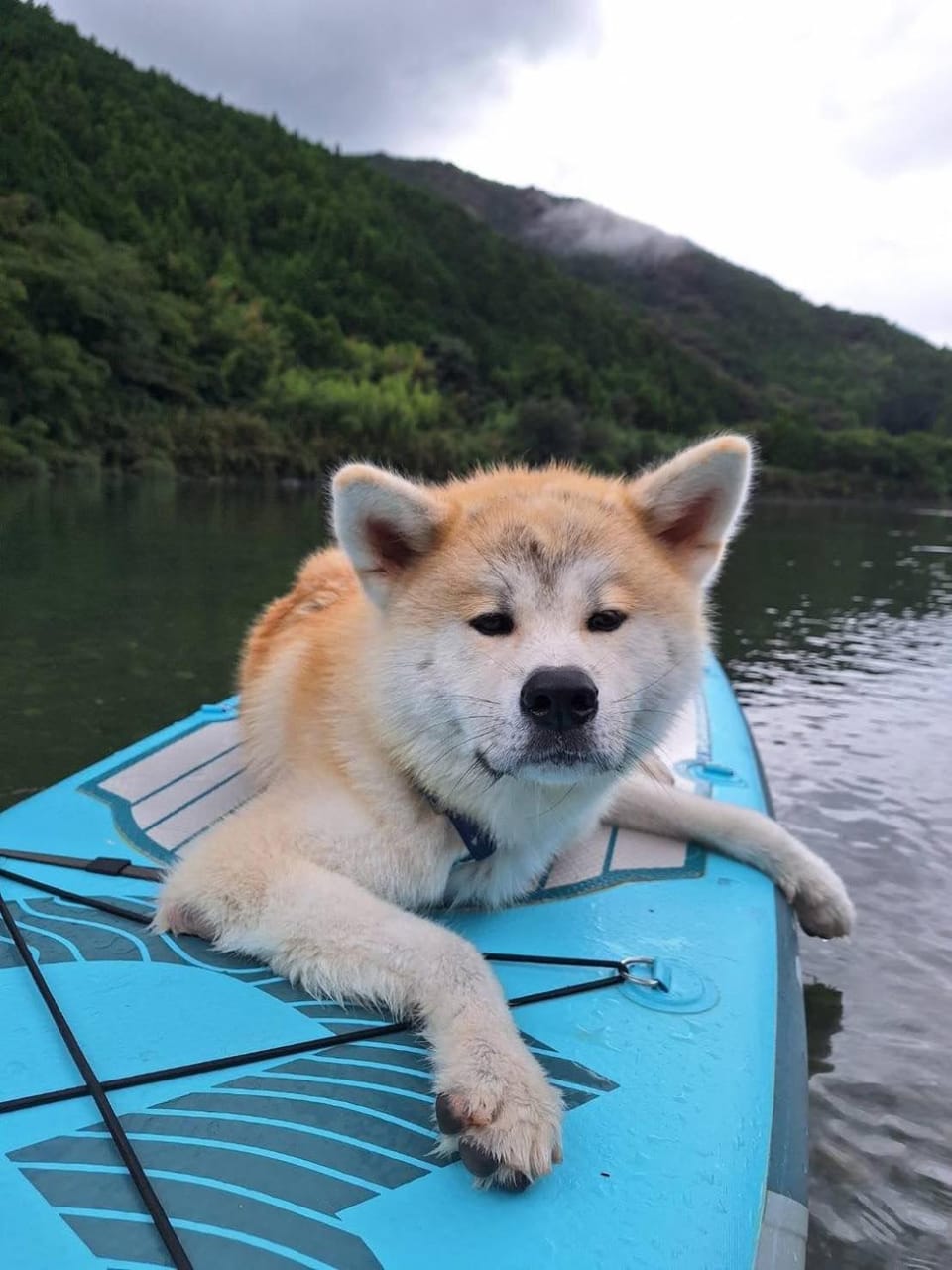 Natural landscape, Activities, Pets, River view
