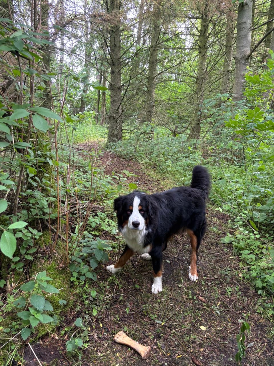 Natural landscape, Pets