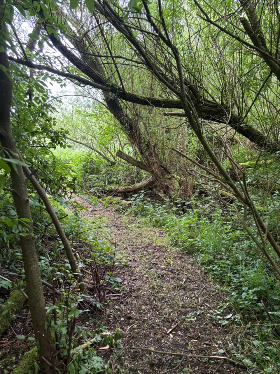 Spring, Day, Natural landscape, Garden