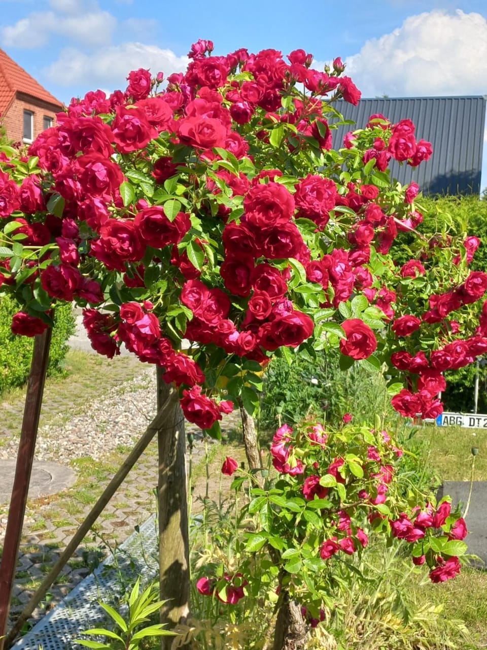 Day, Garden view