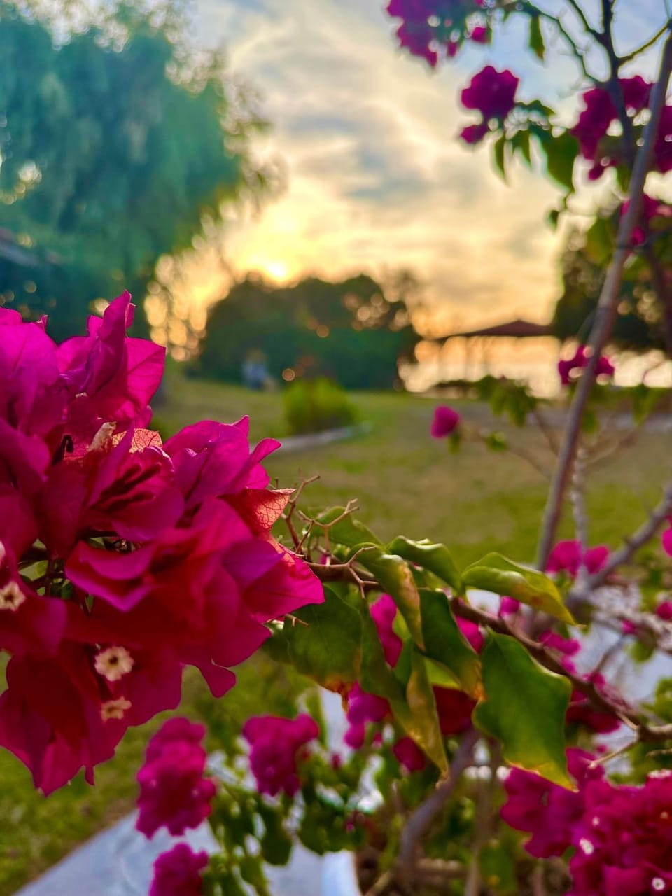 Garden, Garden view