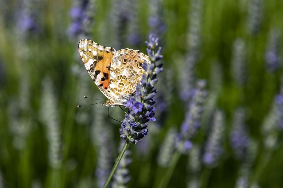 Spring, Garden, Animals, On site