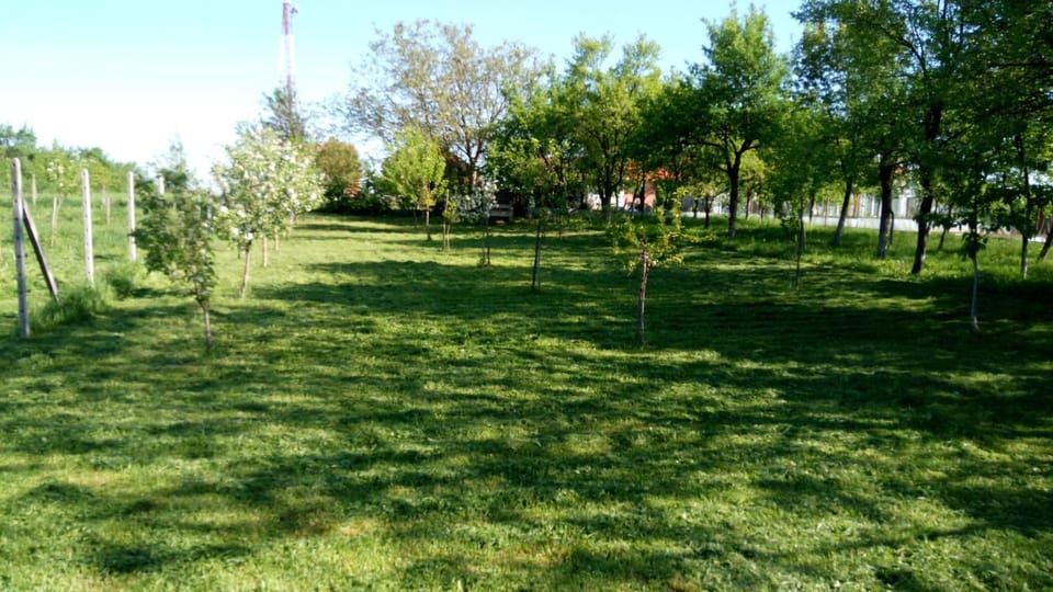 Natural landscape, Garden, Garden view