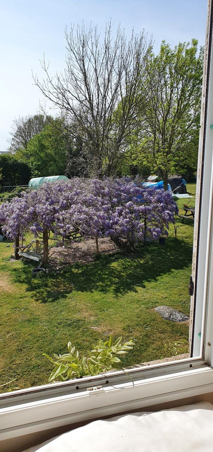 Garden view