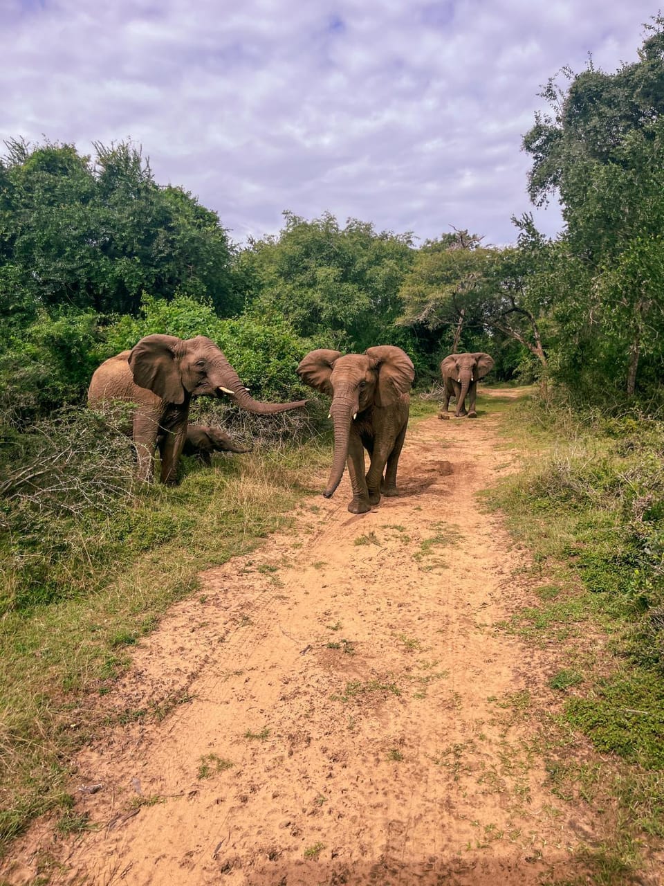 Natural landscape, Activities, Animals