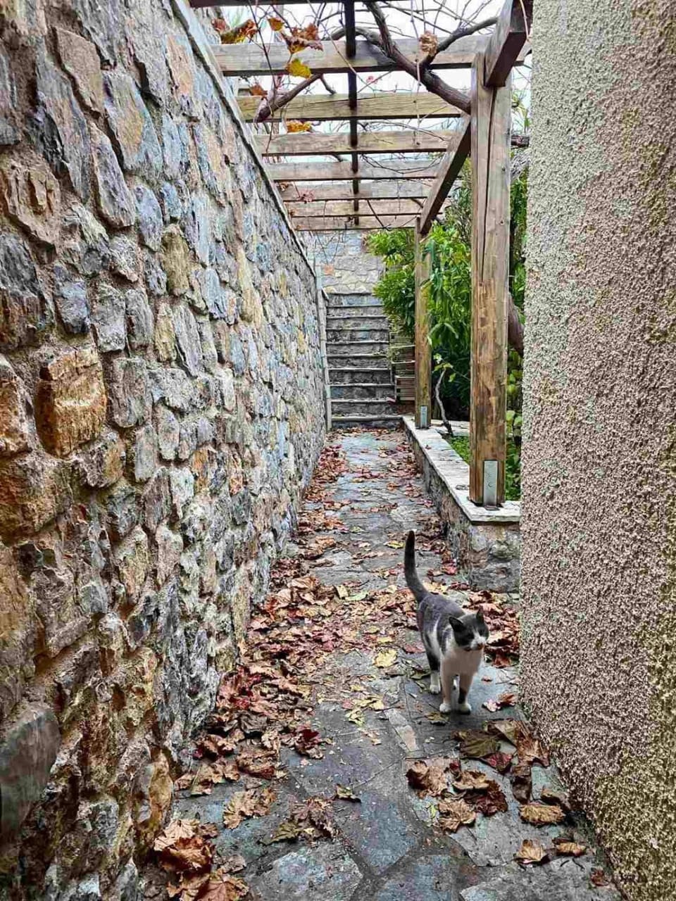 Property building, Pets