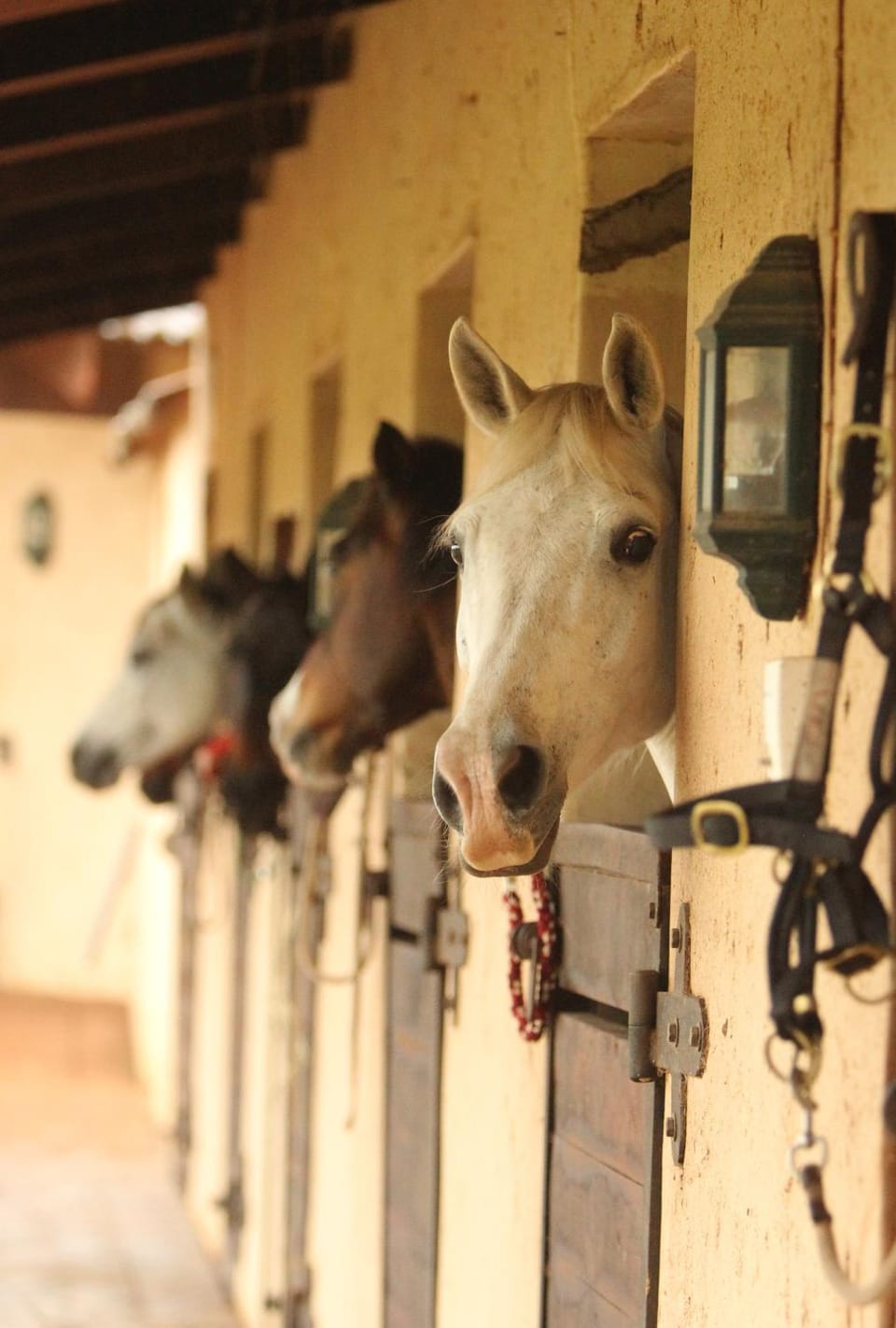 Horse-riding, Animals