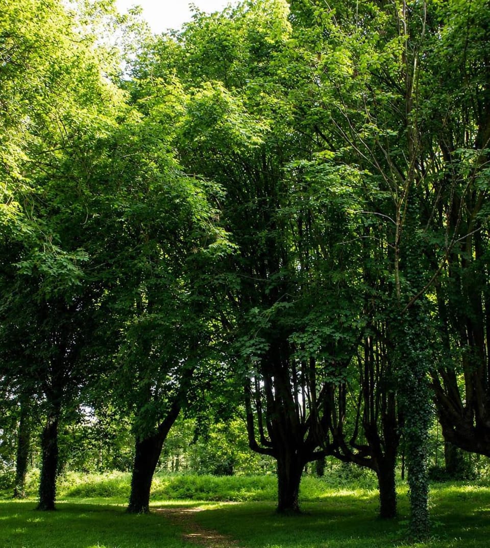 Natural landscape, Garden