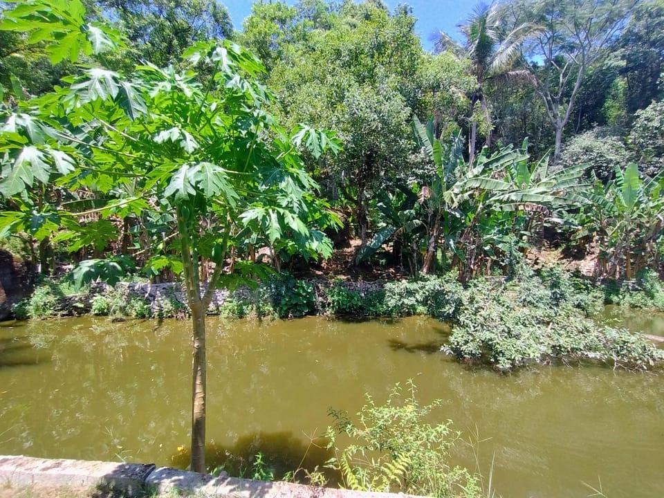 Lake view