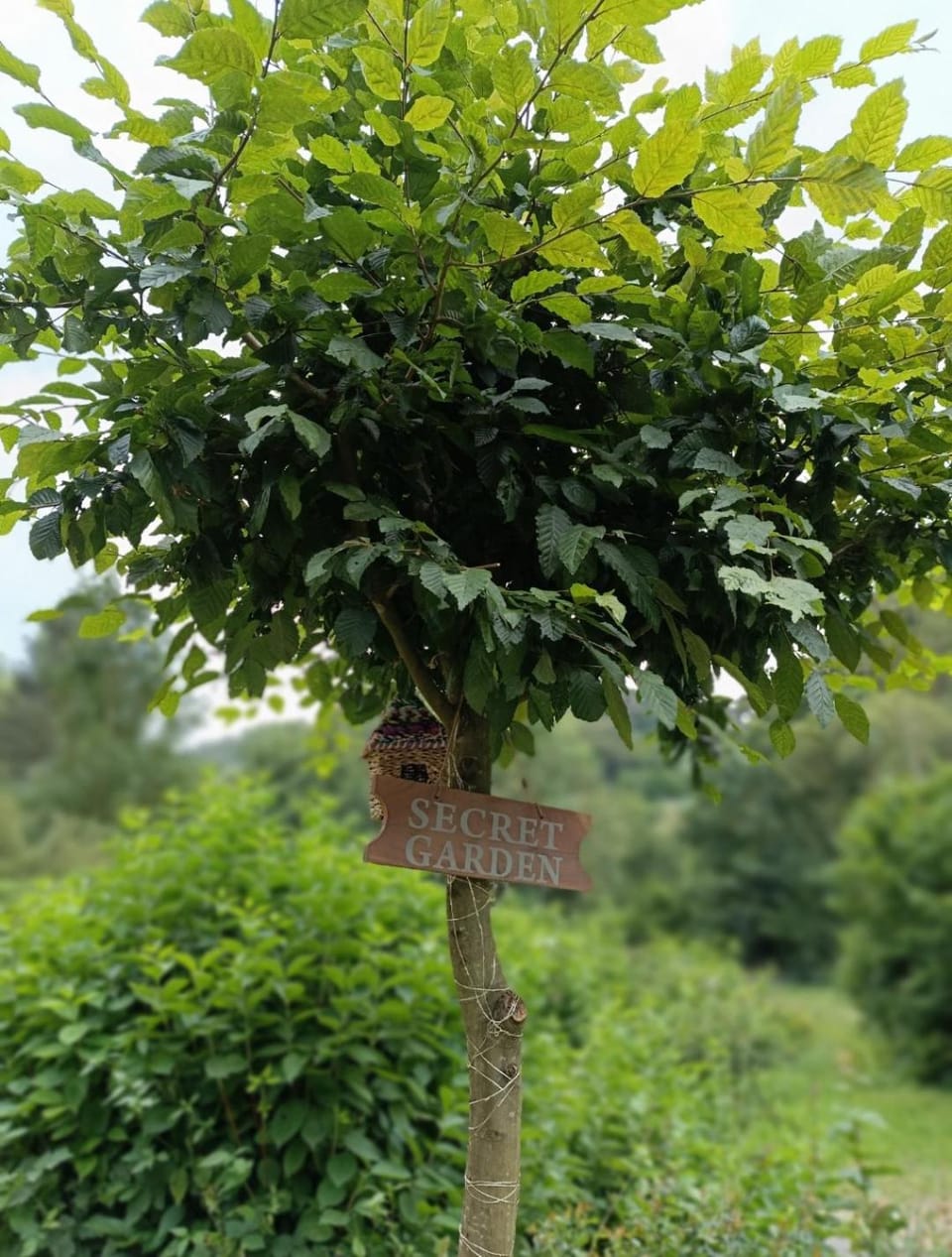 Natural landscape, Garden, Garden view
