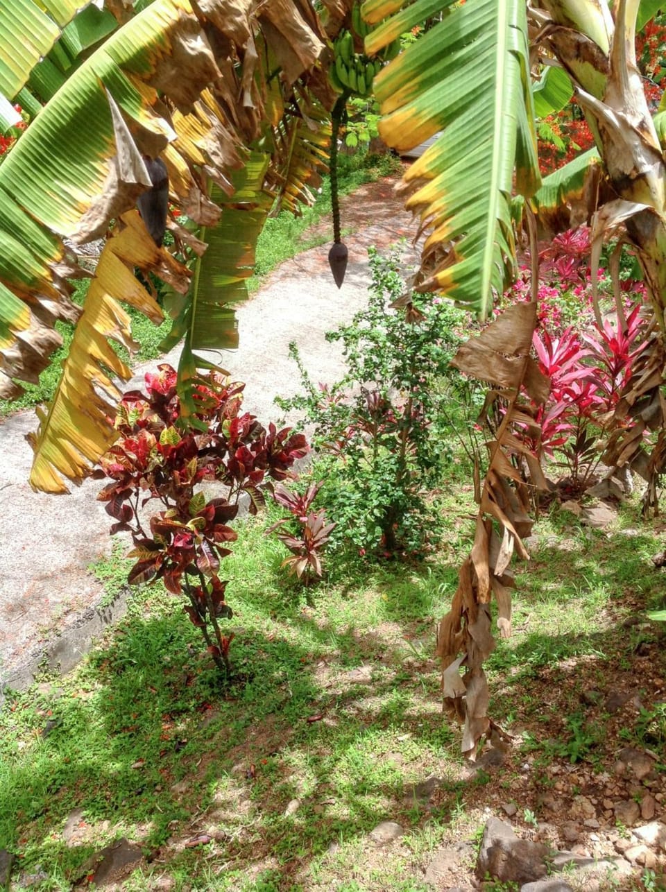 Garden view