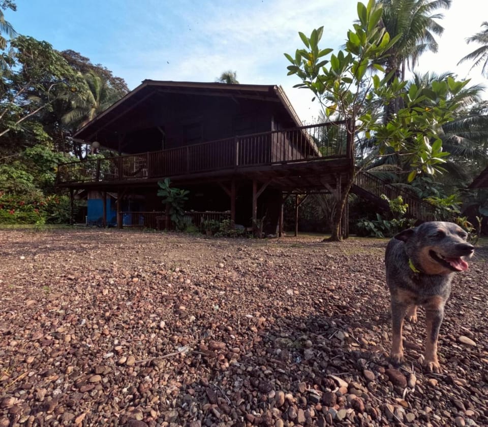 Property building, Pets